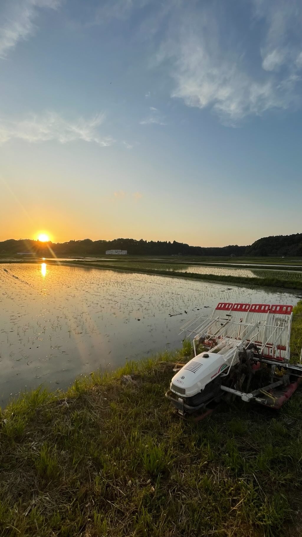 美しい田んぼの日の出の風景