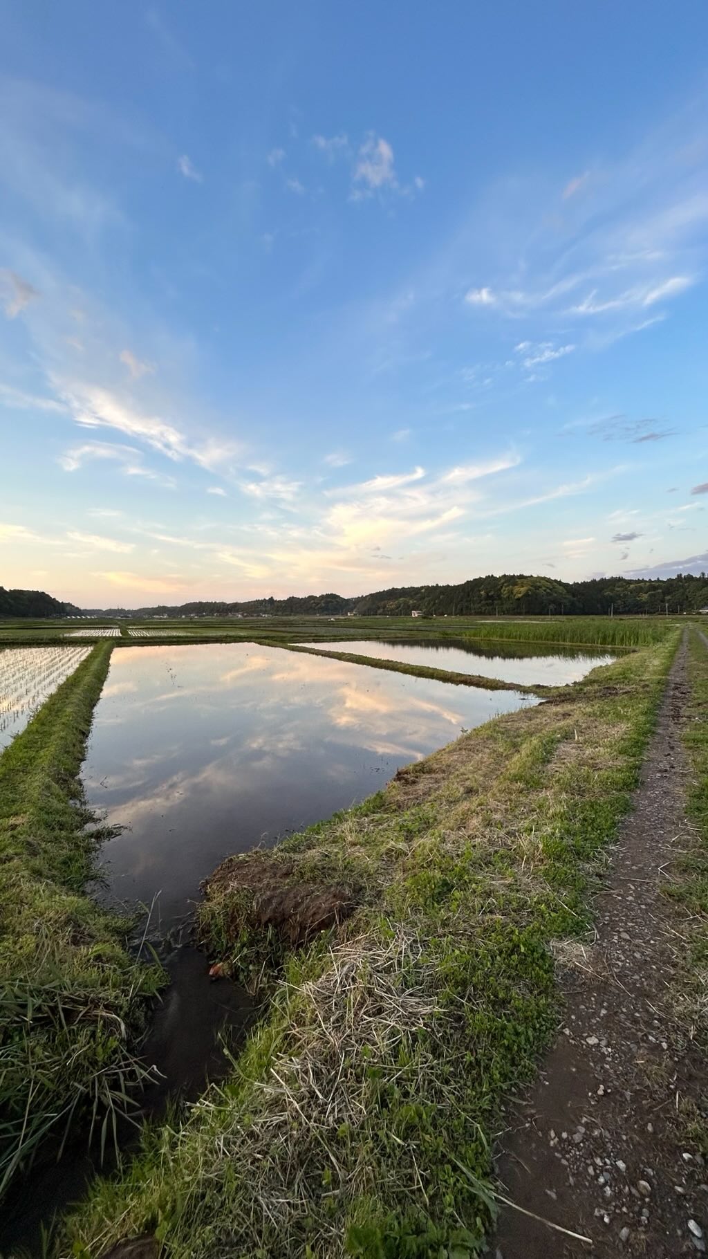 手入れされた田んぼ